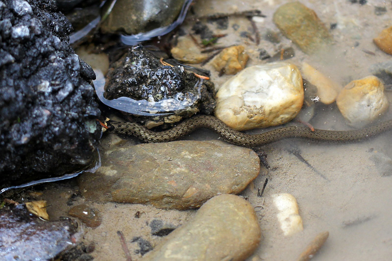 Biscia dal collare (natrix-natrix)